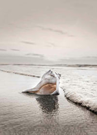 Photograph of seashells on the shore with soft beige tones-7