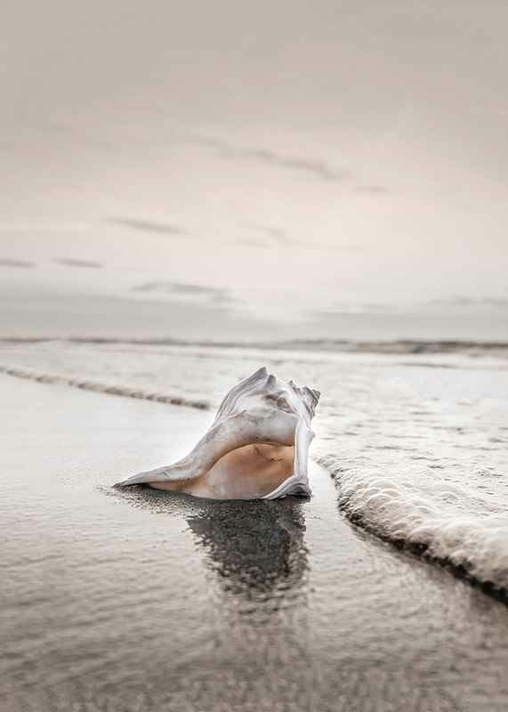 Photograph of seashells on the shore with soft beige tones-12