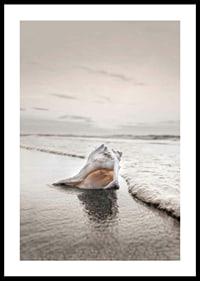 Photograph of seashells on the shore with soft beige tones-0