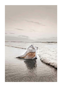 Photograph of seashells on the shore with soft beige tones-1