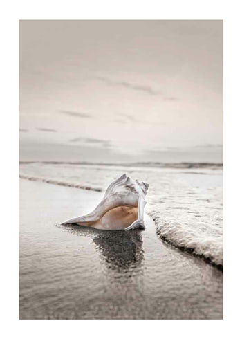 Poster Shell On Beach