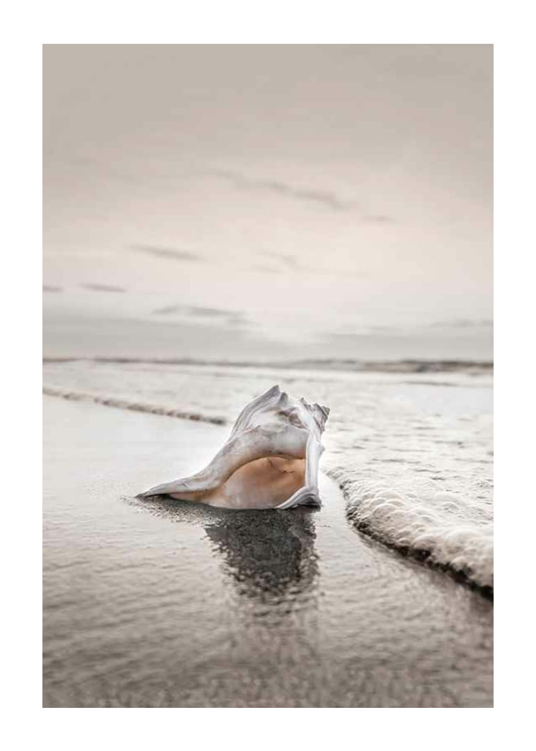 Photograph of seashells on the shore with soft beige tones-12
