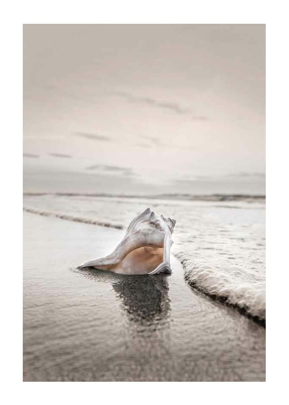 Plagát Shell On Beach