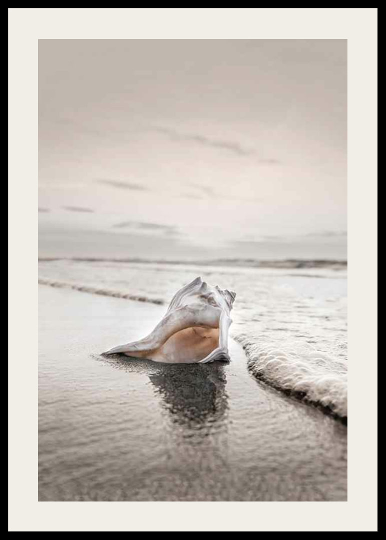 Photograph of seashells on the shore with soft beige tones-12