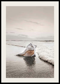 Fotografia di conchiglie sulla riva con tenui toni beige-2