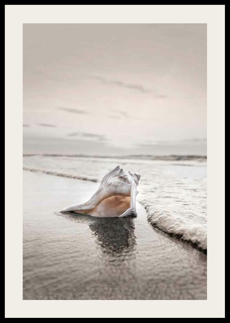 Fotografia di conchiglie sulla riva con tenui toni beige-12