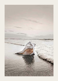 Photograph of seashells on the shore with soft beige tones-3