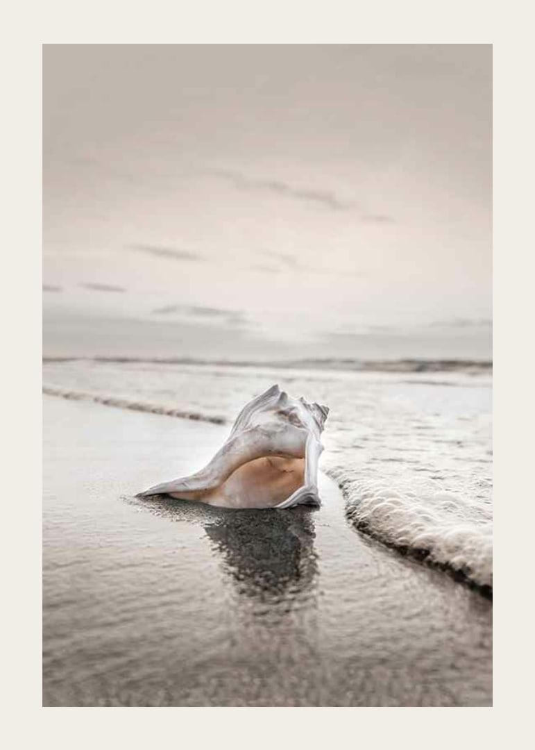 Photograph of seashells on the shore with soft beige tones-12