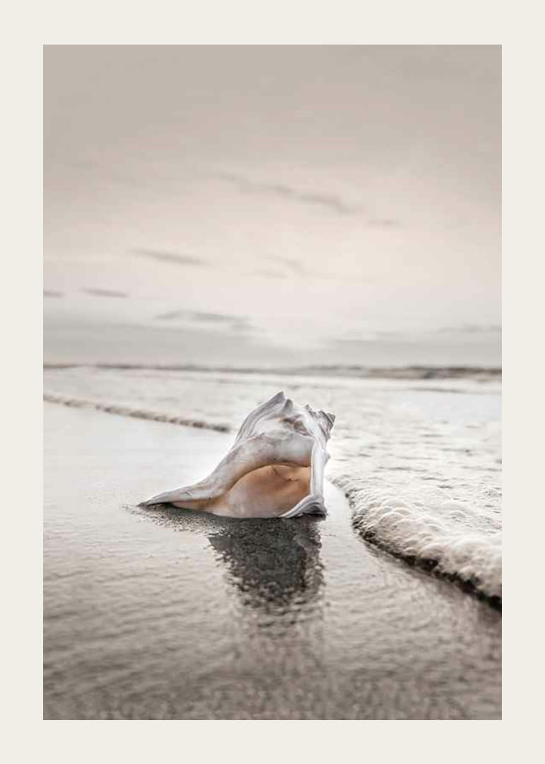 Fotografia di conchiglie sulla riva con tenui toni beige-12