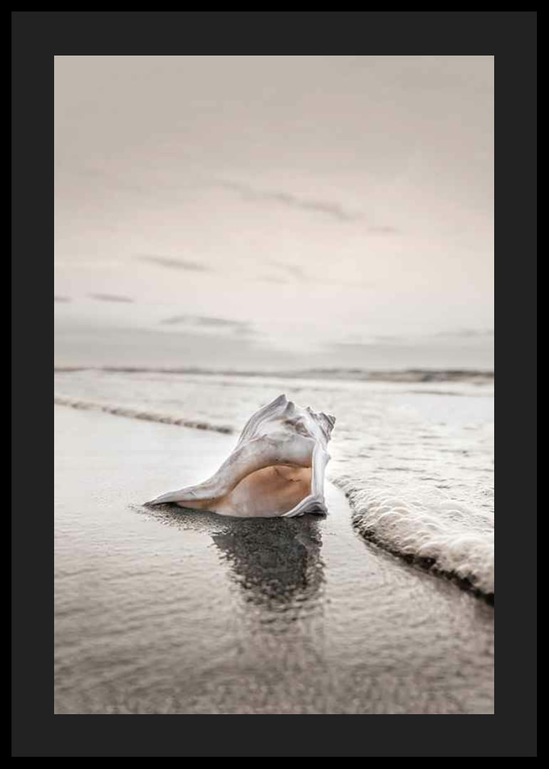 Photograph of seashells on the shore with soft beige tones-12