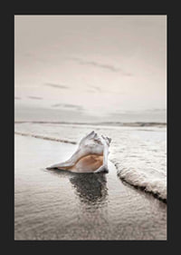 Photograph of seashells on the shore with soft beige tones-5