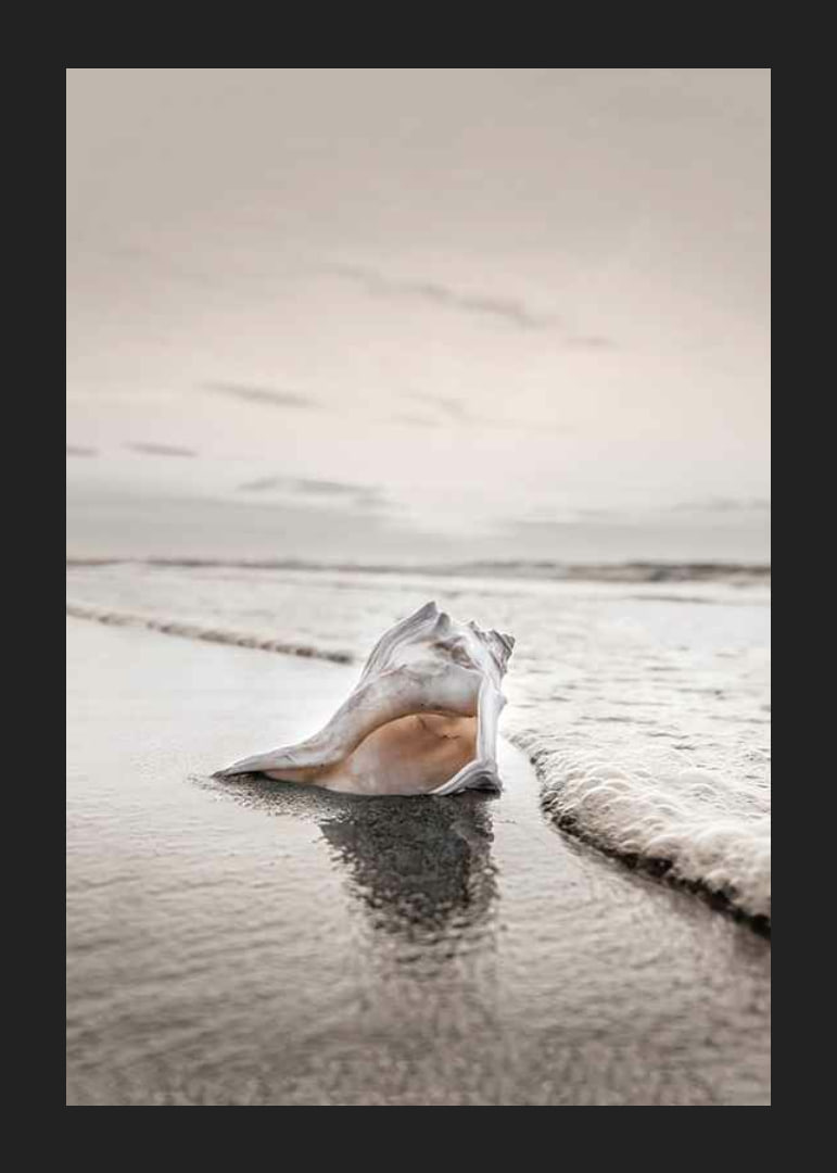 Photograph of seashells on the shore with soft beige tones-12