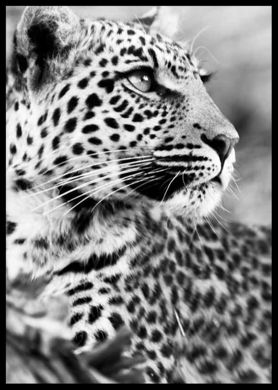 Svartvitt foto av leopard i närbild med skarp blick-12