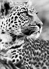Svartvitt foto av leopard i närbild med skarp blick-7