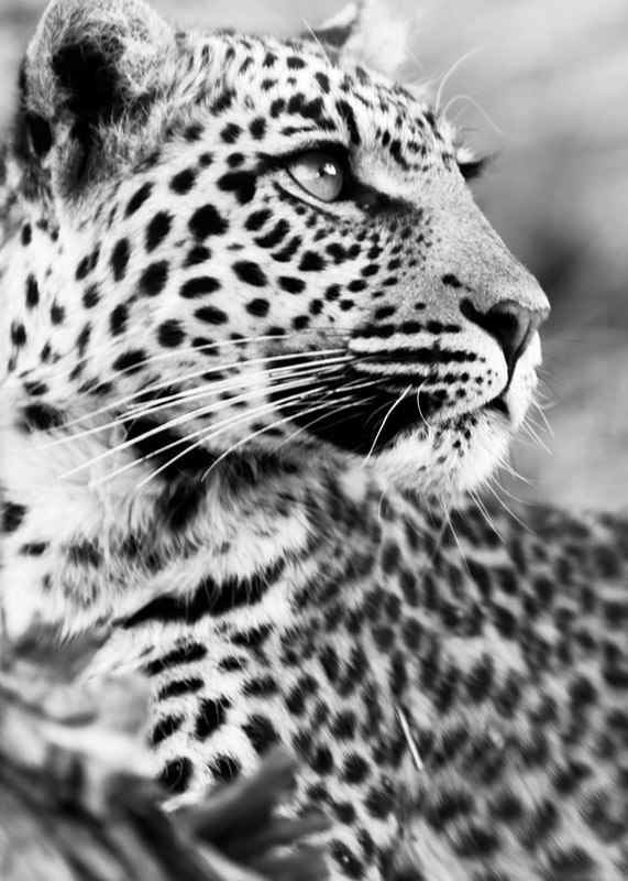 Svartvitt foto av leopard i närbild med skarp blick-12