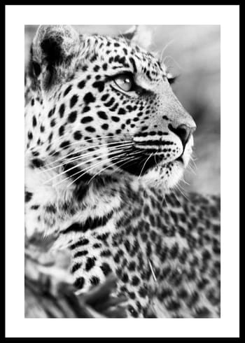 Poster Leopard B&W