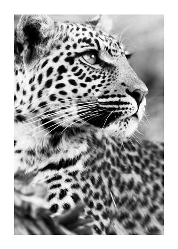 Póster Leopard B&W