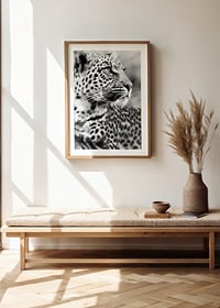 Svartvitt foto av leopard i närbild med skarp blick-8