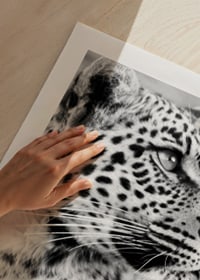 Svartvitt foto av leopard i närbild med skarp blick-9