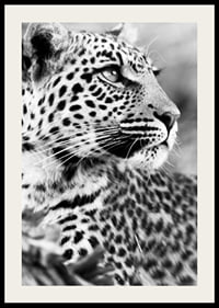 Svartvitt foto av leopard i närbild med skarp blick-2