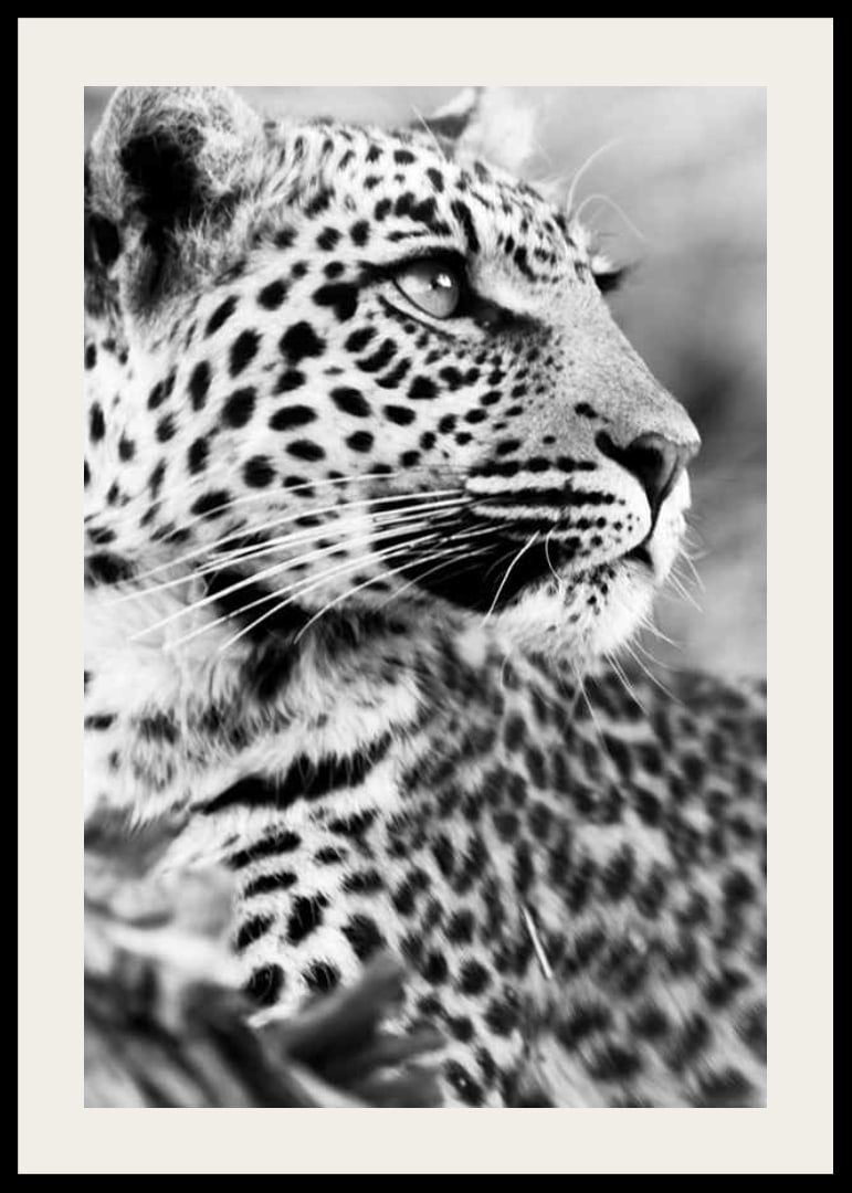 Svartvitt foto av leopard i närbild med skarp blick-12
