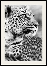 Black and white photo of leopard in close-up with sharp gaze-2