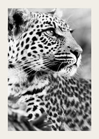Svartvitt foto av leopard i närbild med skarp blick-3