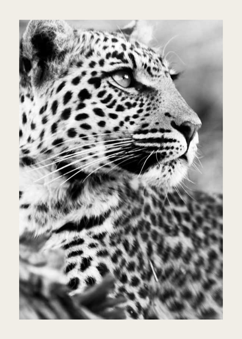 Svartvitt foto av leopard i närbild med skarp blick-12