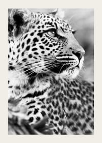 Black and white photo of leopard in close-up with sharp gaze-3