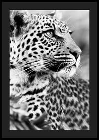 Svartvitt foto av leopard i närbild med skarp blick-4