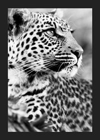 Svartvitt foto av leopard i närbild med skarp blick-5