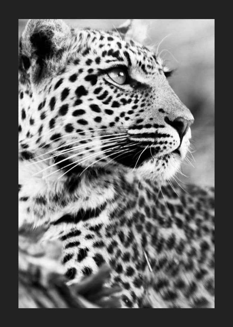 Svartvitt foto av leopard i närbild med skarp blick-12
