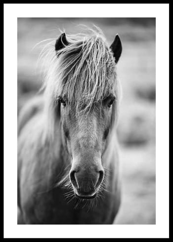 Poster Icelandic Horse B&W