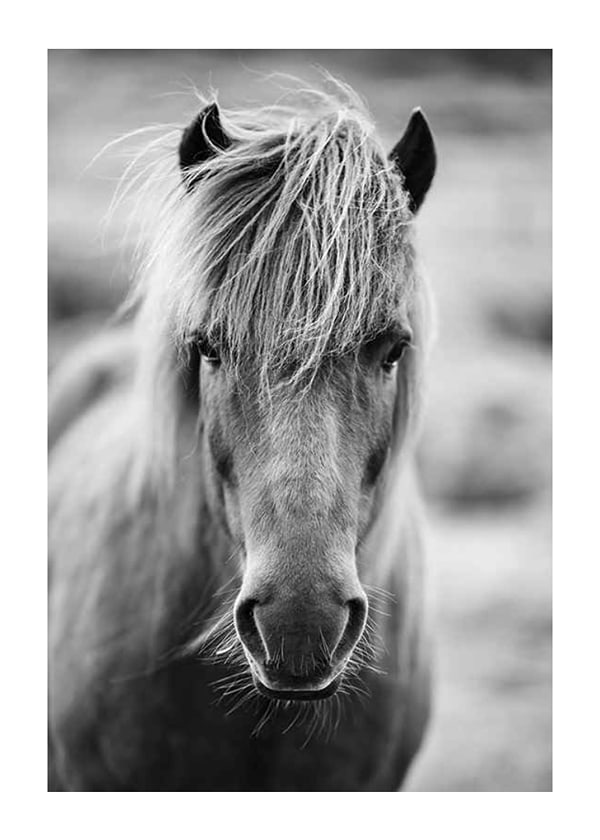 Póster Icelandic Horse B&W