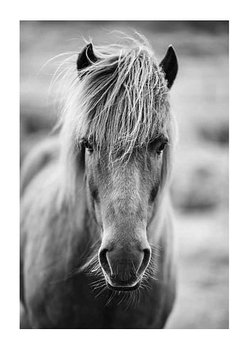 Poster Icelandic Horse B&W