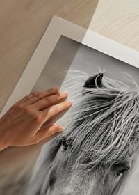 Icelandic Horse B&W-5