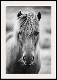 Black and white portrait of Icelandic horse with messy bangs-2