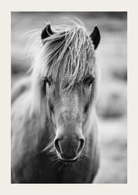 Black and white portrait of Icelandic horse with messy bangs-3