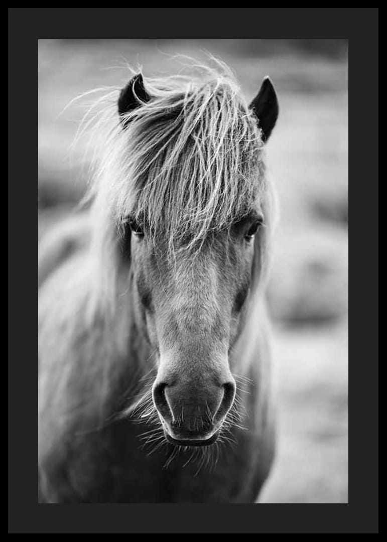 Black and white portrait of Icelandic horse with messy bangs-12