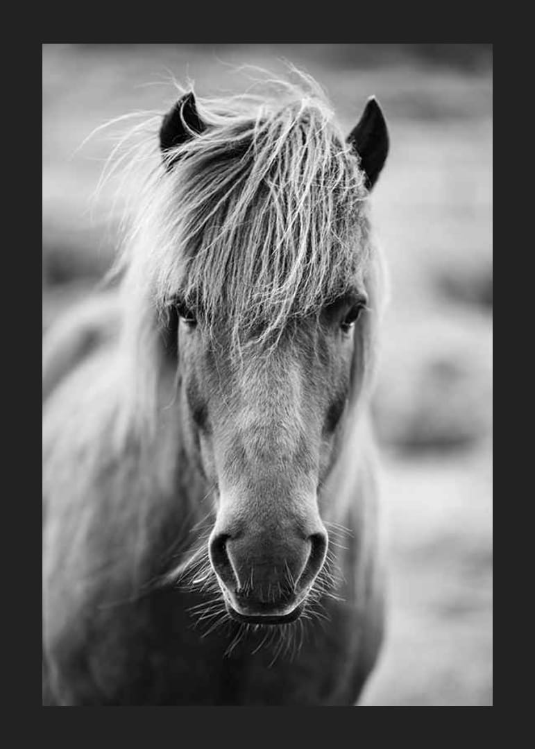 Black and white portrait of Icelandic horse with messy bangs-12
