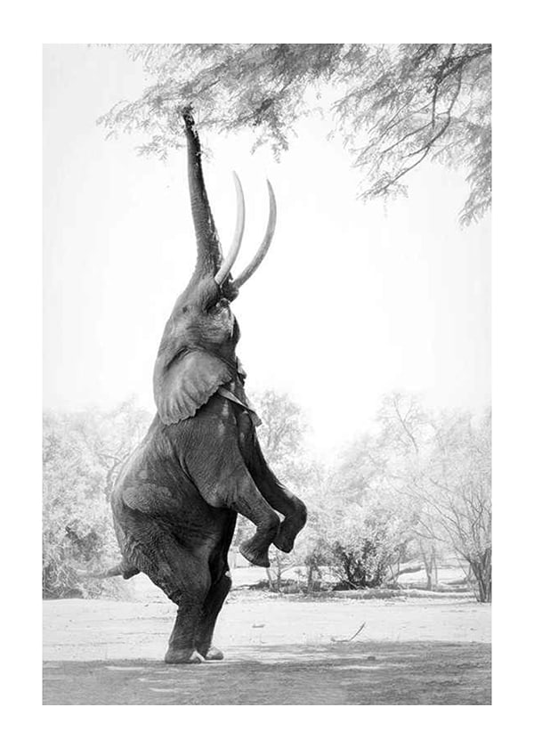 Póster Standing Tall Elephant