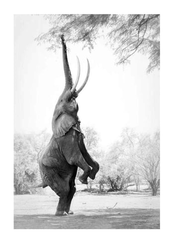 Plagát Standing Tall Elephant