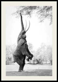 Čiernobiela fotografia slona vztýčeného o konáre stromov-2