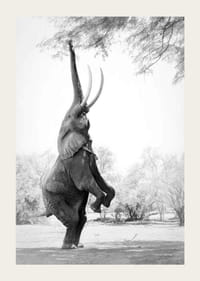 Čiernobiela fotografia slona vztýčeného o konáre stromov-3