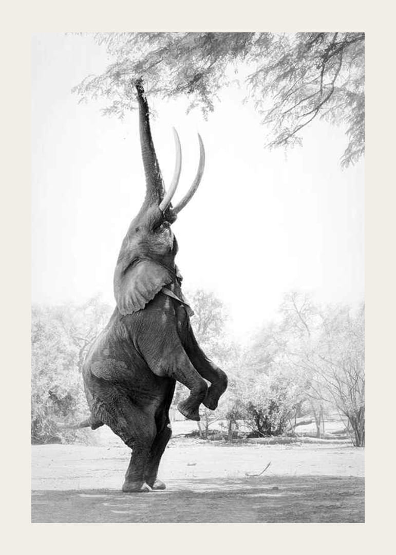 Čiernobiela fotografia slona vztýčeného o konáre stromov-12