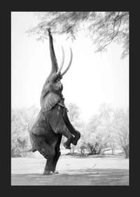 Čiernobiela fotografia slona vztýčeného o konáre stromov-5