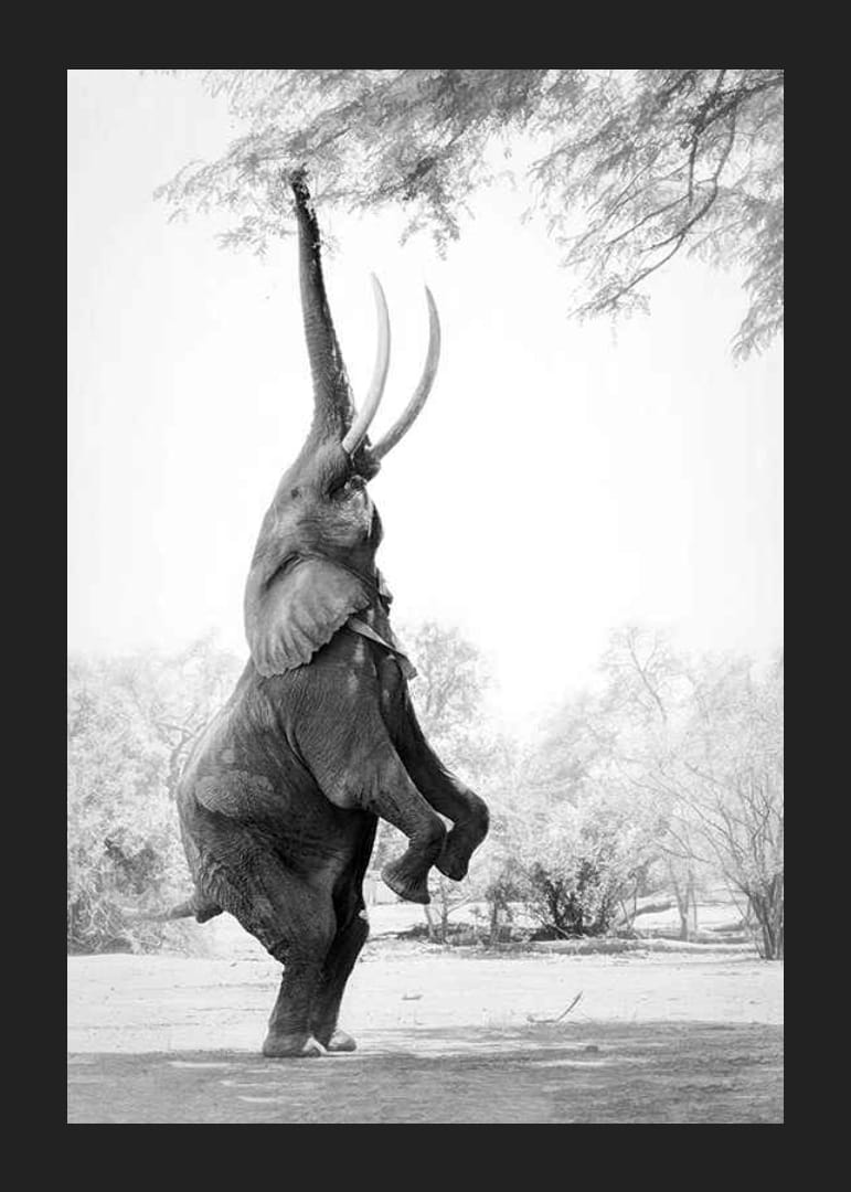 Čiernobiela fotografia slona vztýčeného o konáre stromov-12