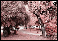 Fotografi av parkmiljö med täta träd i rosa nyanser-6