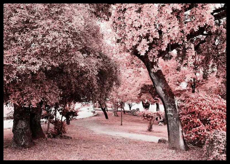 Fotografi av parkmiljö med täta träd i rosa nyanser-12