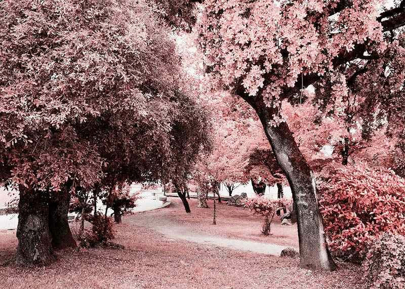 Fotografi av parkmiljö med täta träd i rosa nyanser-12